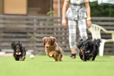 『たくさん散歩が必要』な犬種5選 運動量が多いワンコの特徴や満足させるための工夫まで
