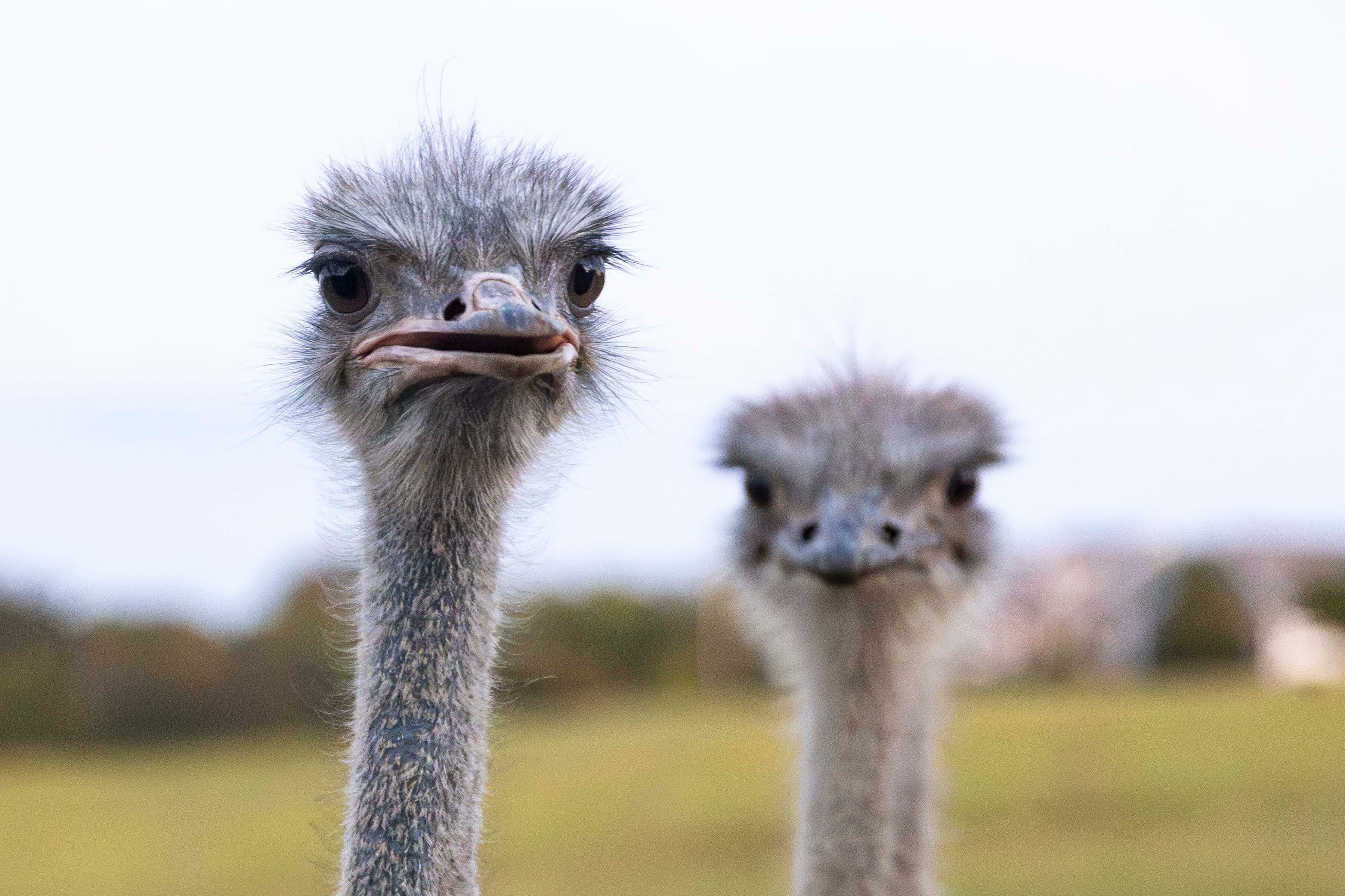 ‘It makes me feel normal’: Ky. ostrich farm gives people with alpha-gal ...