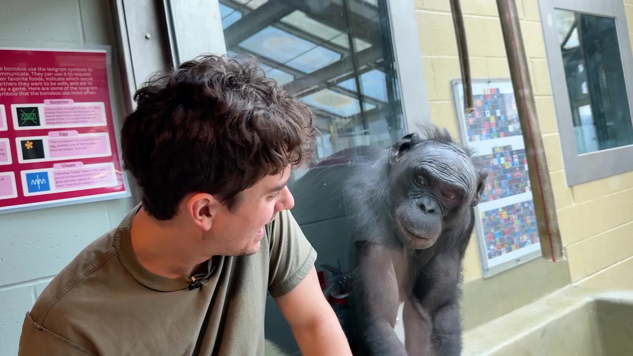 He learned how bonobos communicate - their reaction when he tried it ...