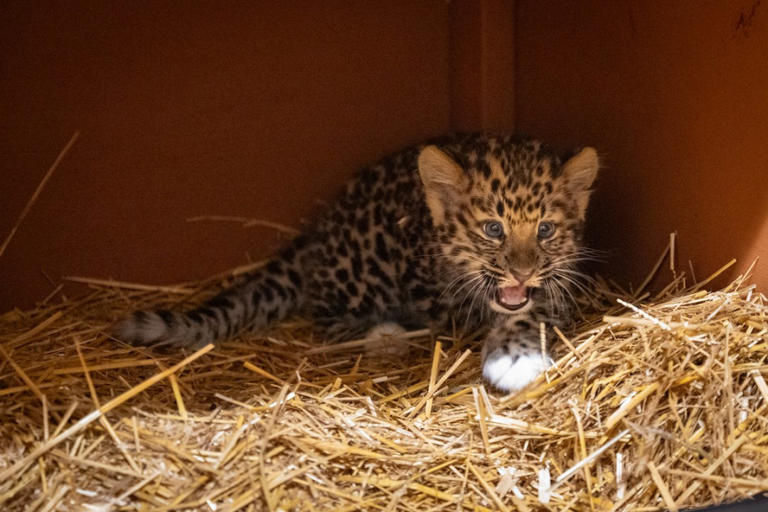 Live: Rare leopard cub makes debut at Cleveland zoo