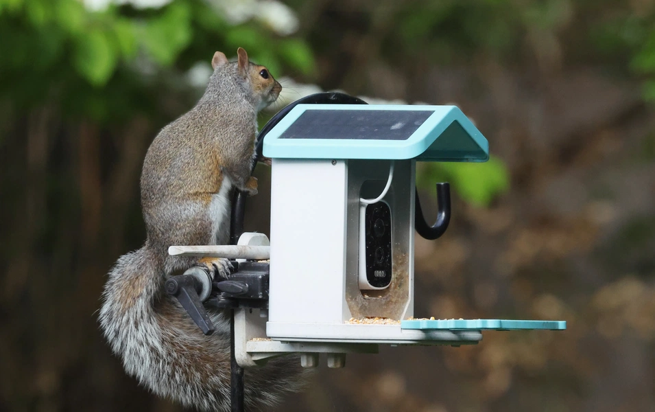 Experts warn bird feeders on thick branches risk predator attacks