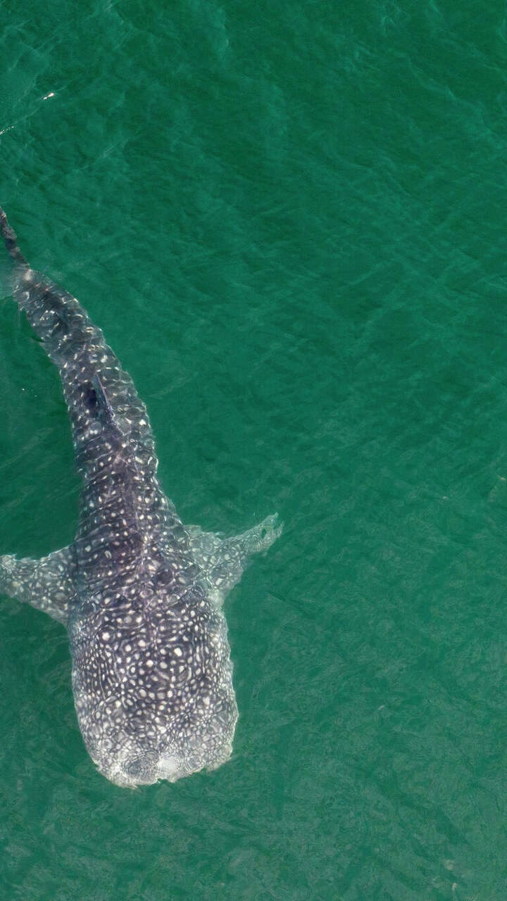 Rare whale shark filmed swimming up California coast