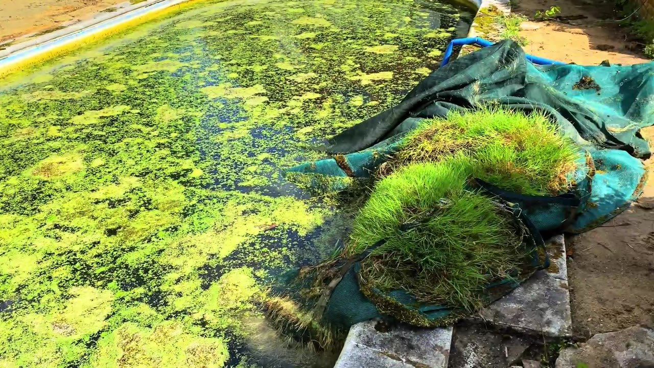 This swimming pool had practically turned into a lawn - underneath was ...
