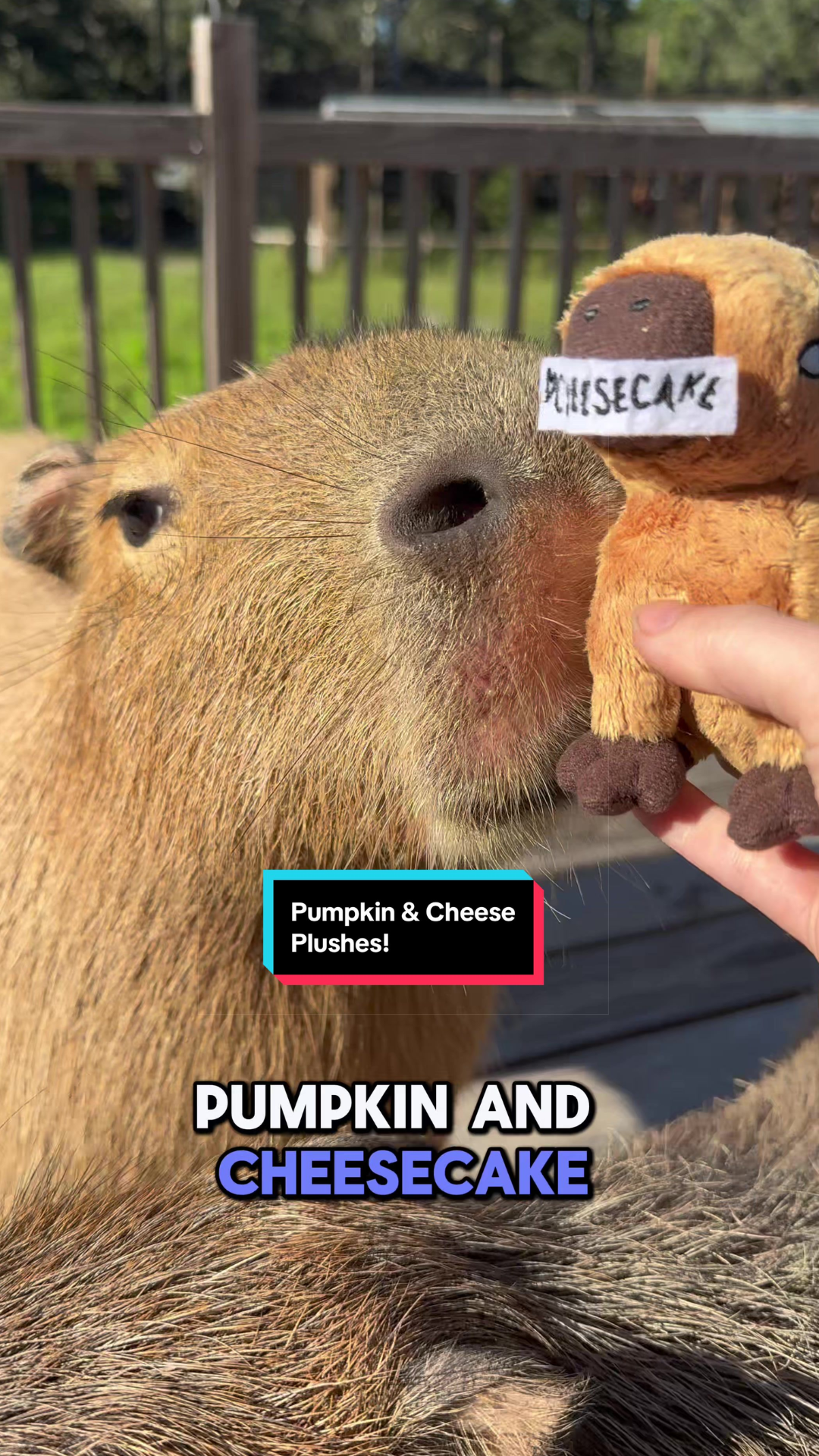 Capybara merchandise trends behind this adorable collection