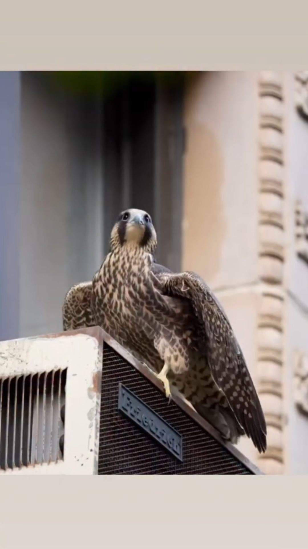 The urban falcons turning buildings into cliffside homes