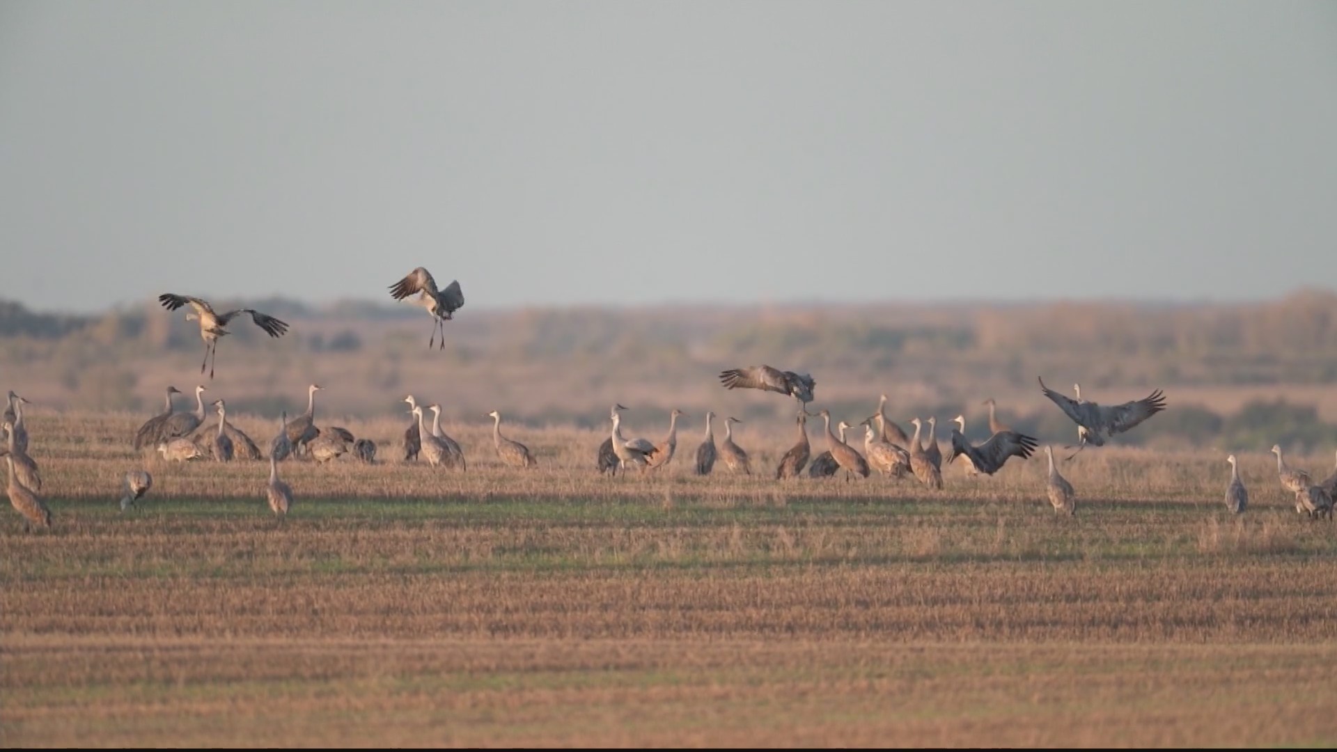 Waterfowl hunting season begins this week