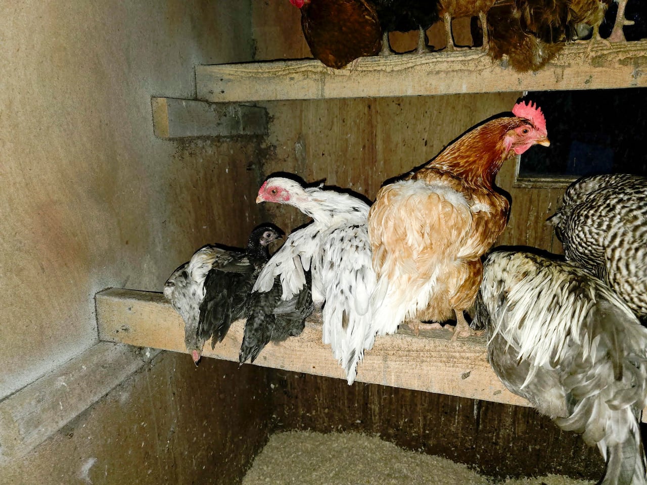 Windsor hobby farmer beefing up security after chickens stolen