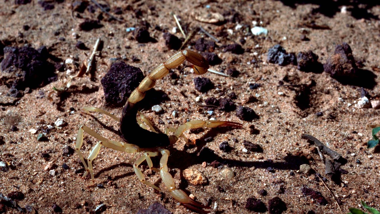 9 stinging US creatures, from bark scorpions to fire ants