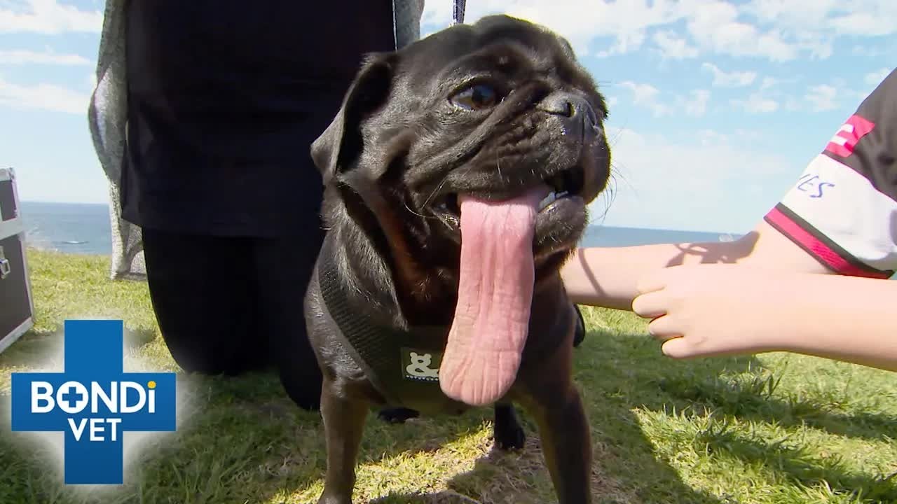 Pug’s tongue is twice as long as it should be - until surgeons finally ...