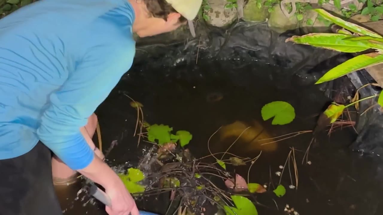 he-thought-the-pond-was-safe-after-removing-the-fish-then-the