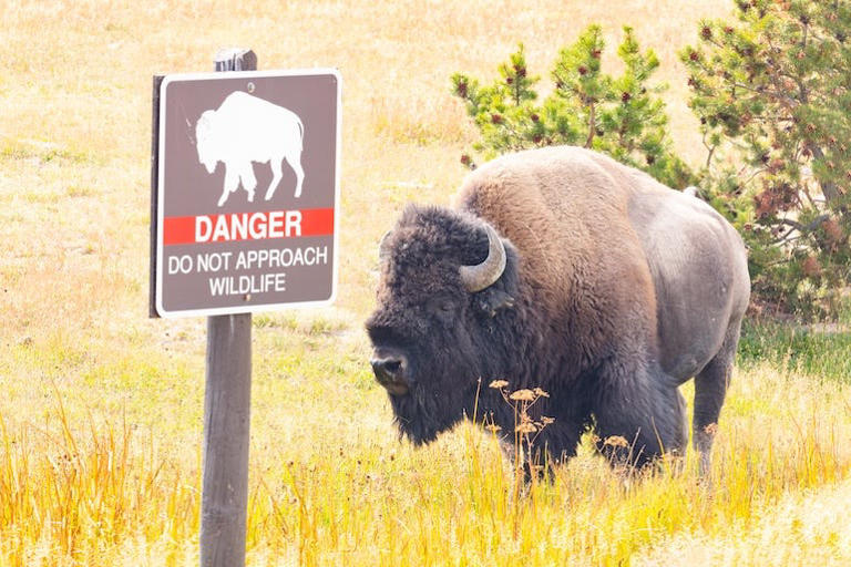 Yellowstone National Park regulations state that visitors must maintain a distance of at least 75 feet from bison.