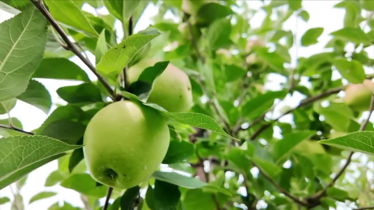 Growers, pickers welcome apple harvest in Racine County following ...