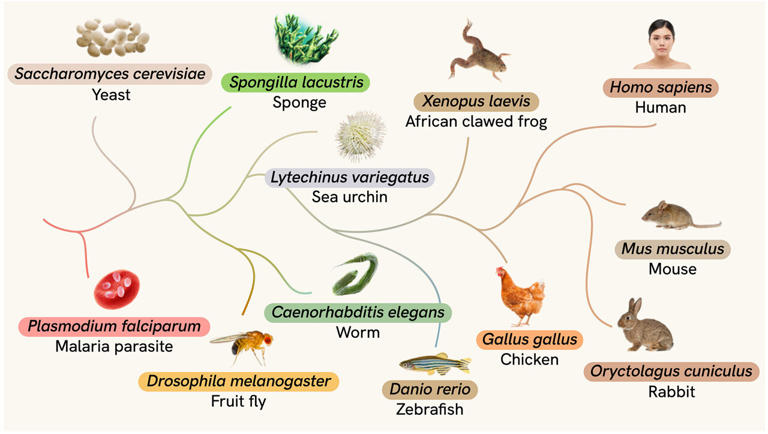 AI models enable cross-species mapping of cell biology