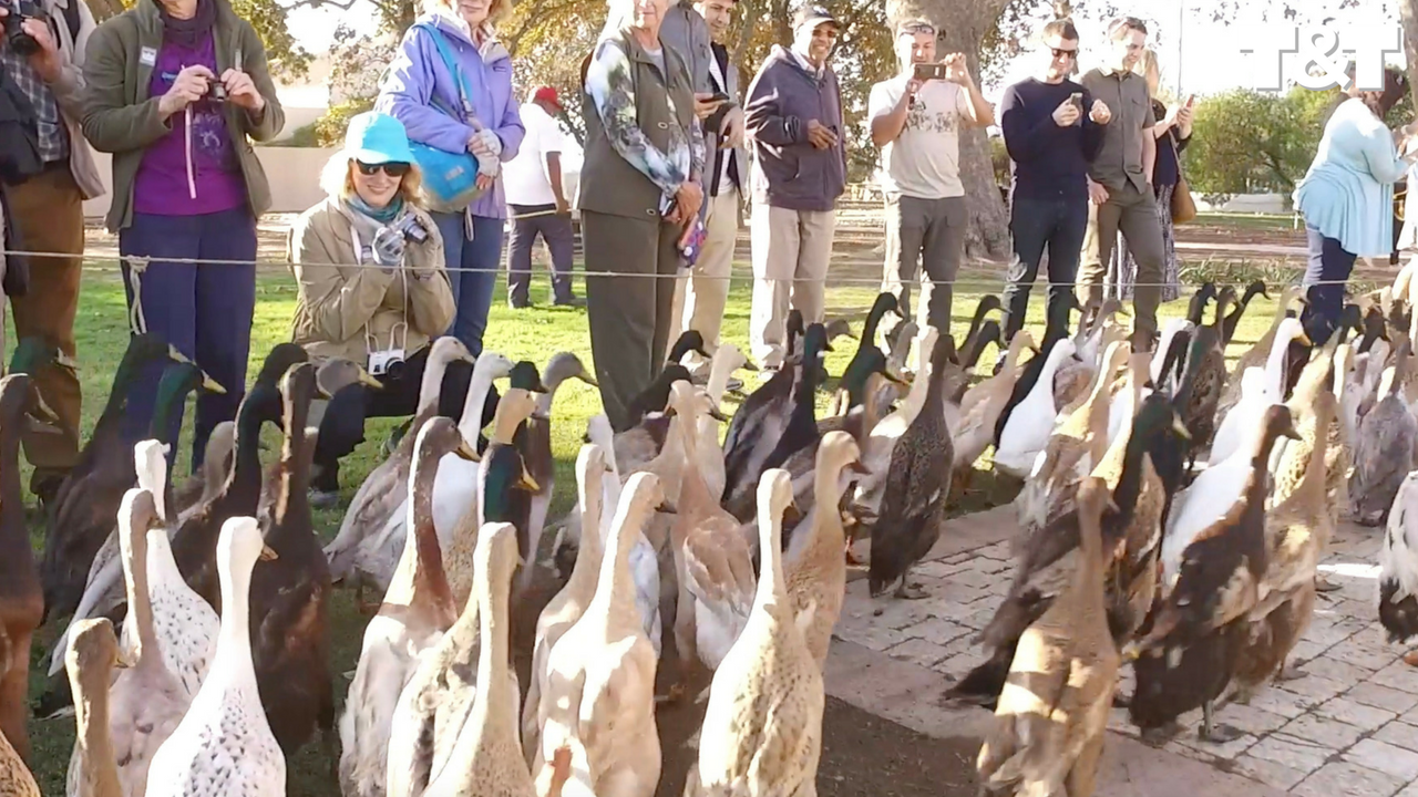 Watch 1000 ducks waddle to work on wine farm | Wild-ish