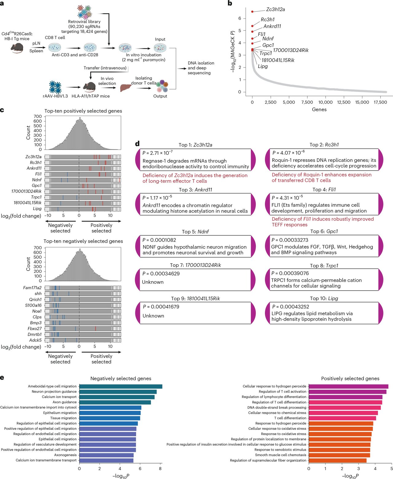 Blocking gene boosts T-cell attacks on chronic hepatitis B virus and tumors