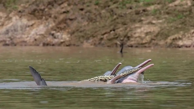 Bolivia Researchers Capture Images Of River Dolphins Carrying Anaconda 