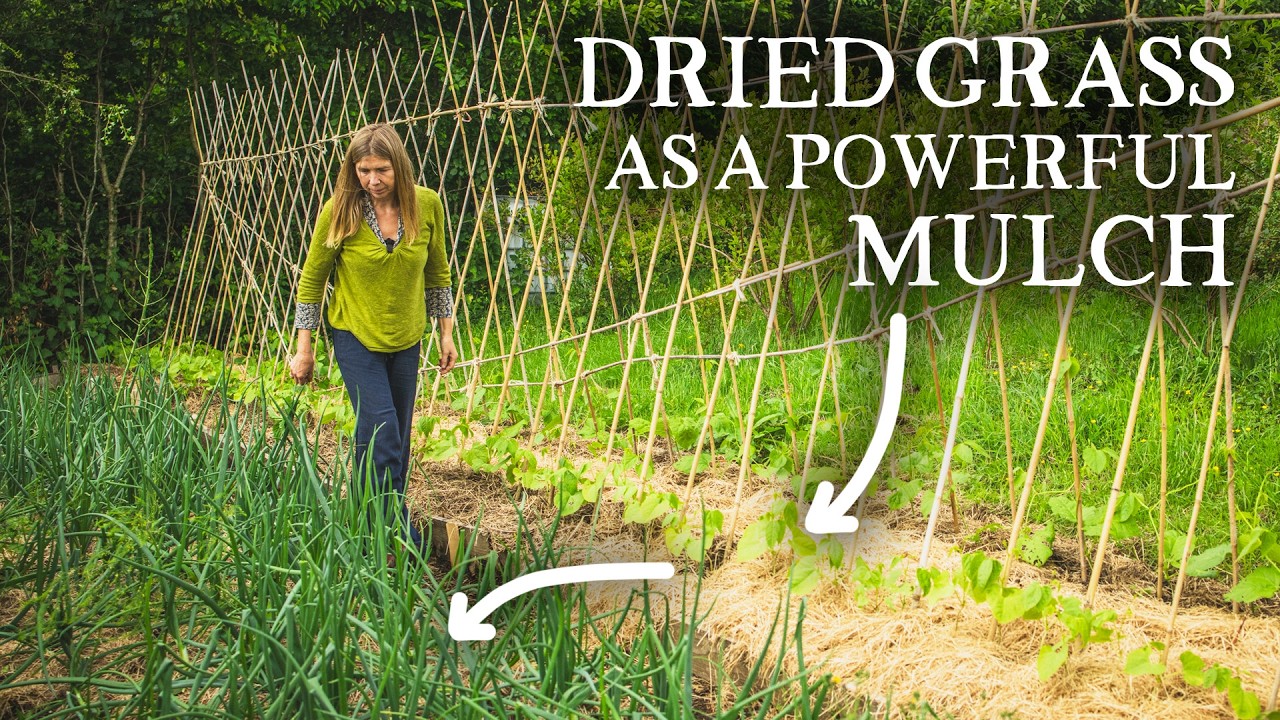 Why you should mulch with dried grass
