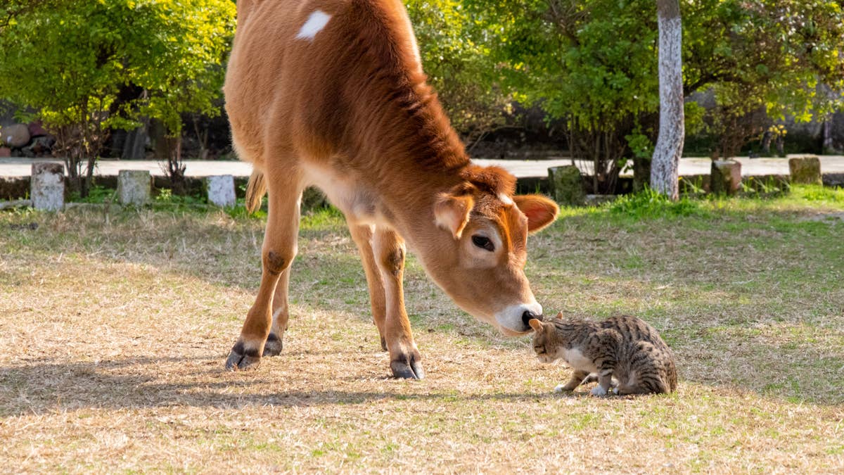 Watch a cow play with a kitten: An adorable inter-species friendship