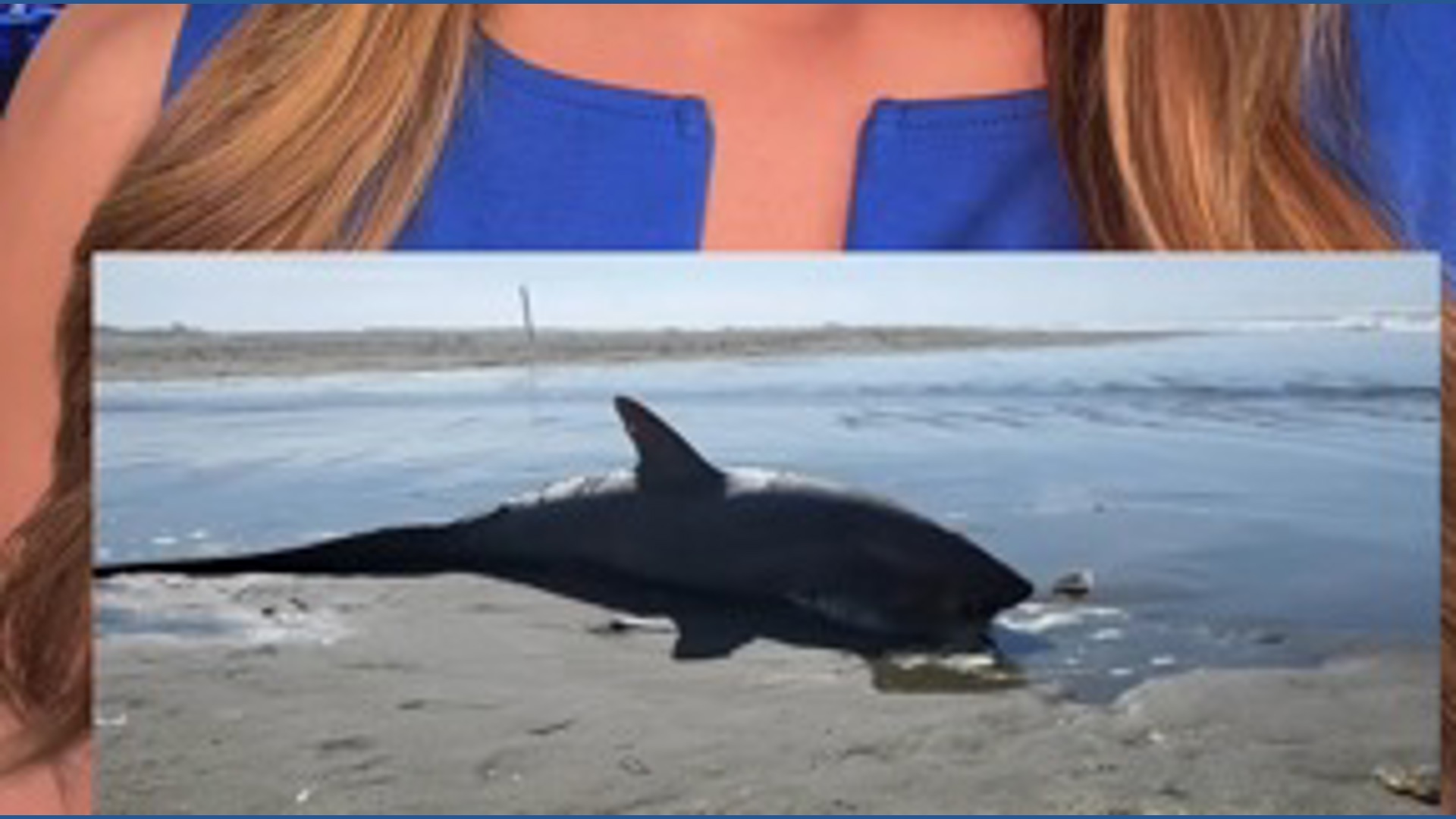 Thresher shark head cut off in Ocean Shores