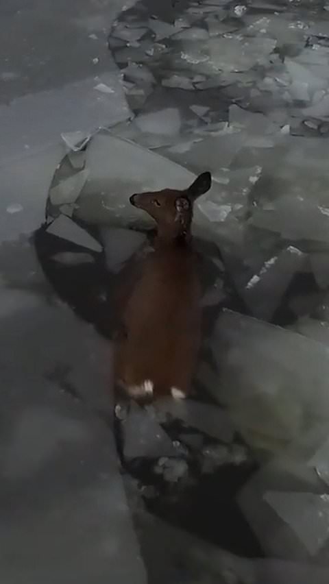 Drone guides deer to safety after fall through frozen lake