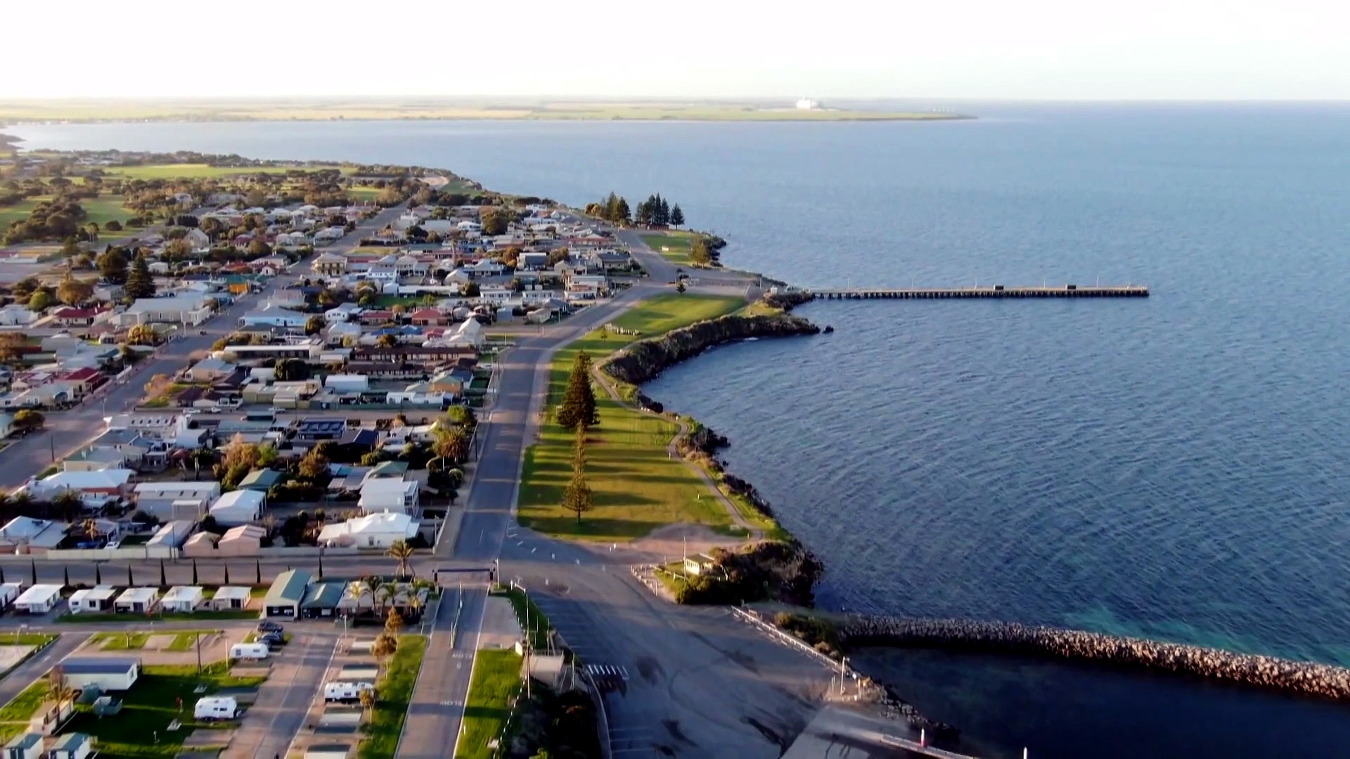 First case of bird flu in pelican detected, another suspected sea lion ...