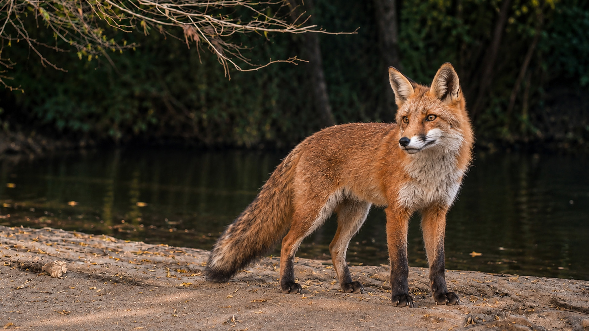 Camera trap captures a red fox standing beside quiet water