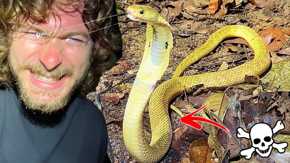 Golden spitting cobra in the wild