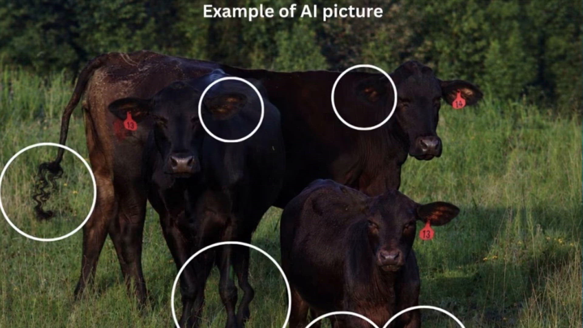 AI cattle scam targets Texas farmers
