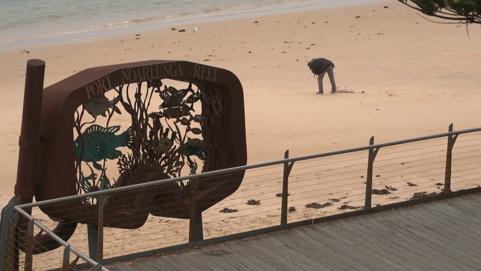 First case of bird flu in pelican detected, another suspected sea lion ...