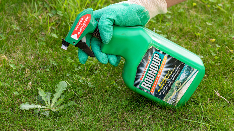 Removing weeds? Here's when not to spray Roundup in your yard