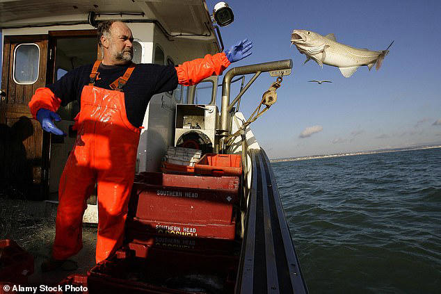 Fish and chips could be off the menu: UK cod stocks have crashed by 48% ...