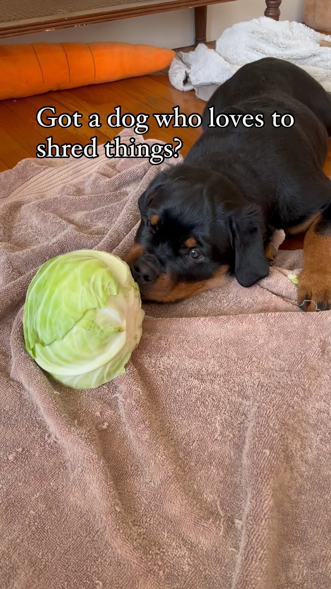 Rottweiler eating healthy snacks for antioxidant boost for strong immunity