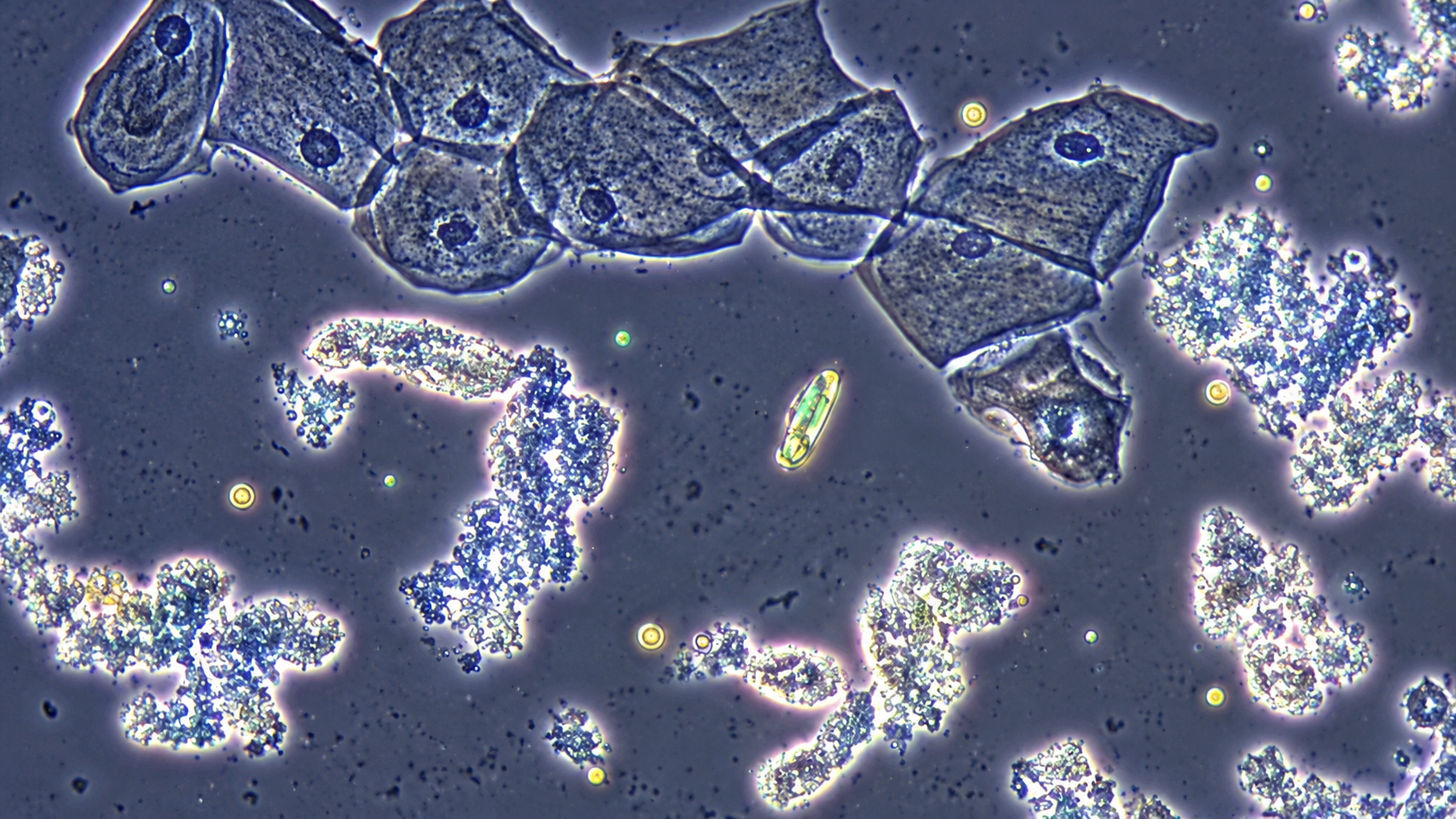 Uncovering surprising science hidden in everyday things under the ...