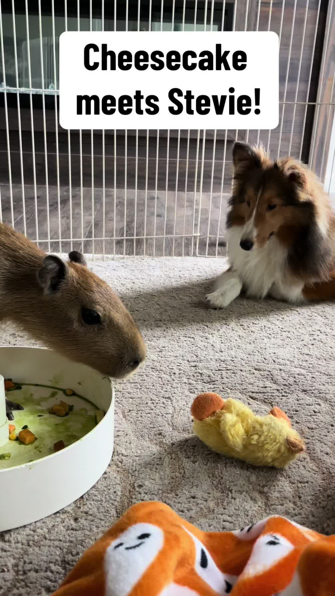 Unexpected animal friendship moment captured on camera