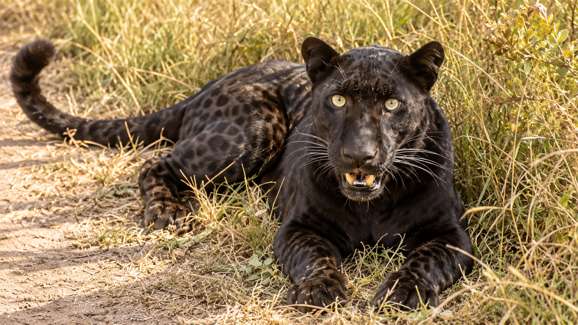 The black leopard could snap any second