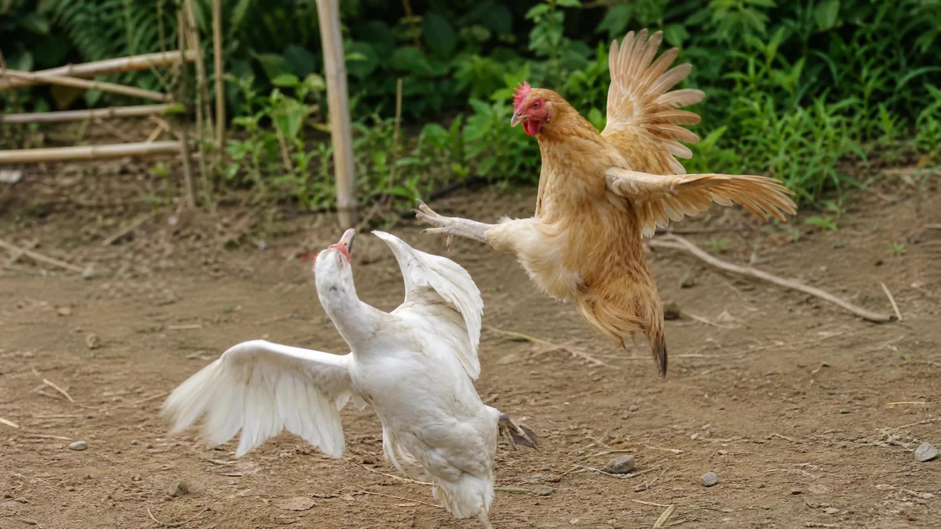 Fierce chicken dominates chaotic barnyard battle against slightly ...