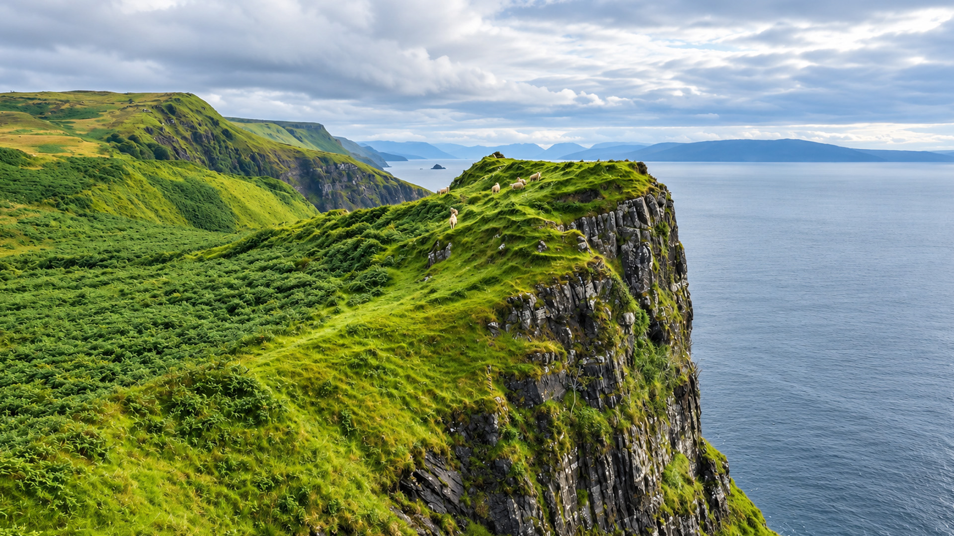 These sheep live beside a massive ocean drop