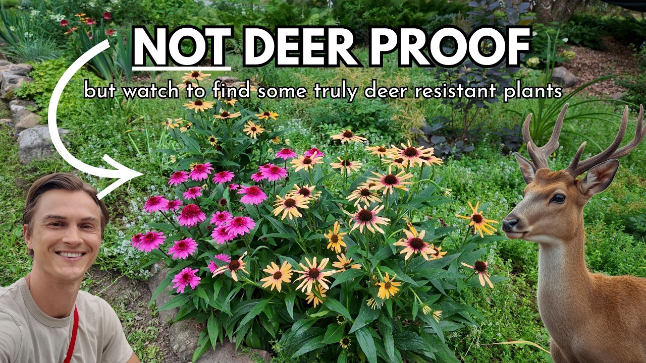 20 deer proof plants - truly deer resistant