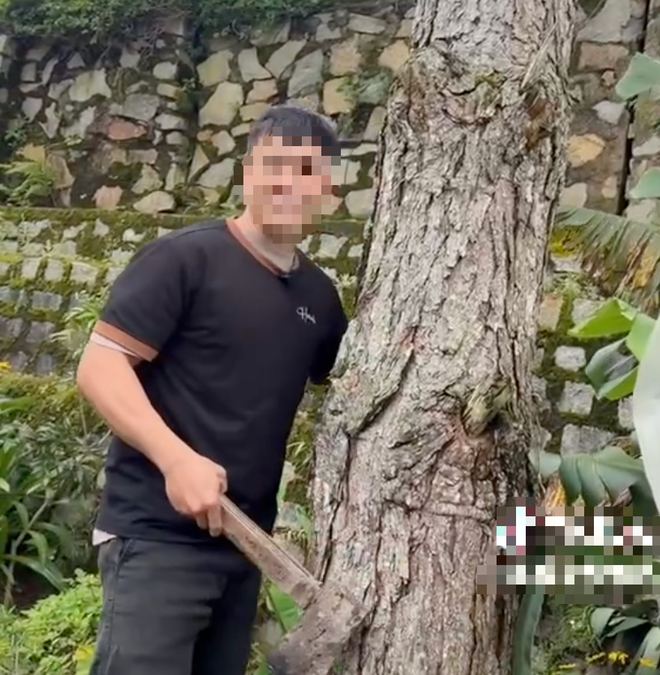 Vụ quay video clip bức tử cây thông Đà Lạt: Bạn đọc đồng tình phạt nhưng băn khoăn cây vườn nhà