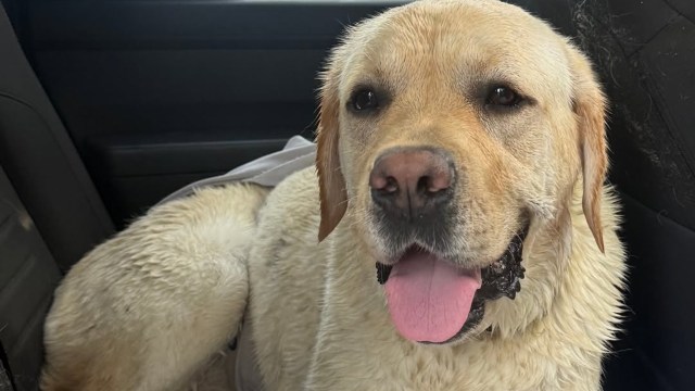 South Carolina lifeguard saves English lab after stingray cuts dog's stomach on beach