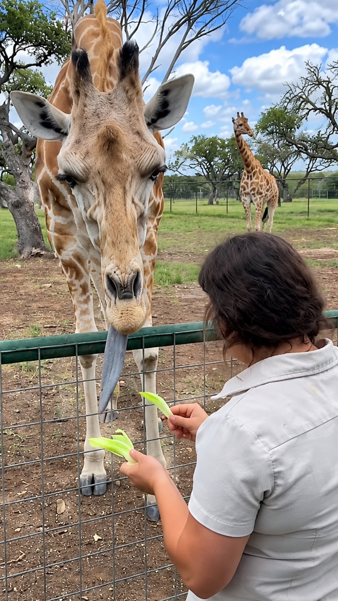 Giraffe feeding gives a close look at this massive herbivore