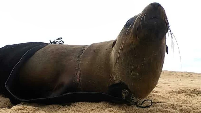 This poor pregnant mother seal had fishing line buried in an infected ...
