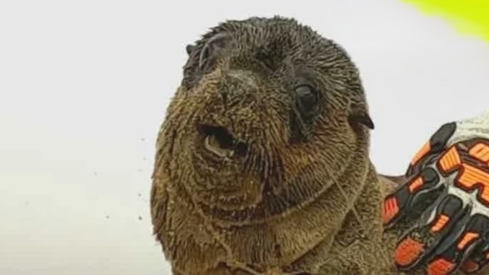 This poor seal had fishing line through his mouth and around his ...