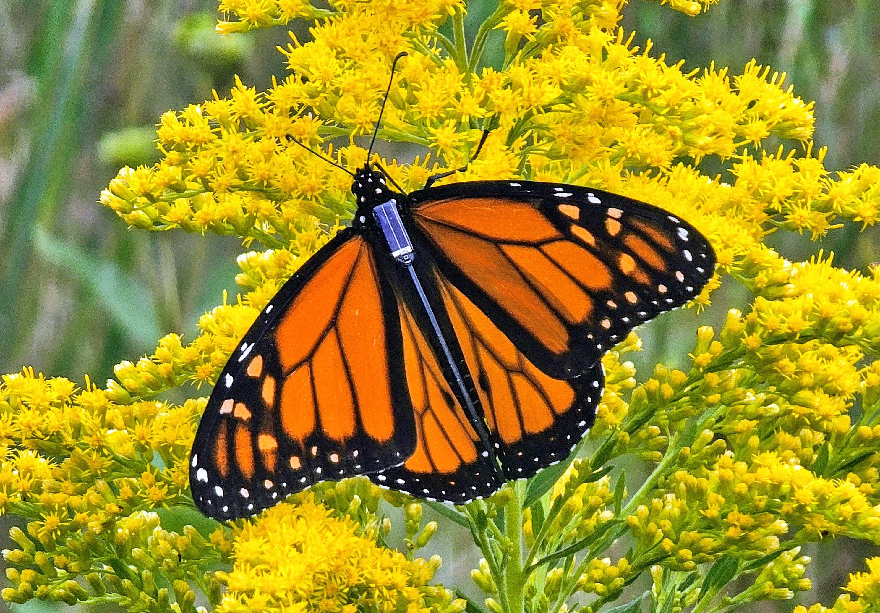 Monarch butterflies are migrating through Oklahoma. How to spot them