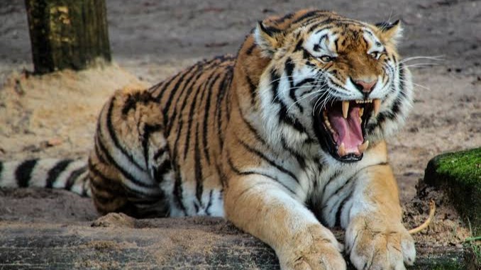 Watch why injuring a tiger may be the worst mistake you ever make