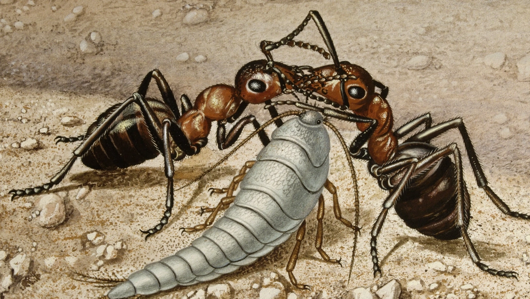 Natural strategies to prevent silverfish infestations