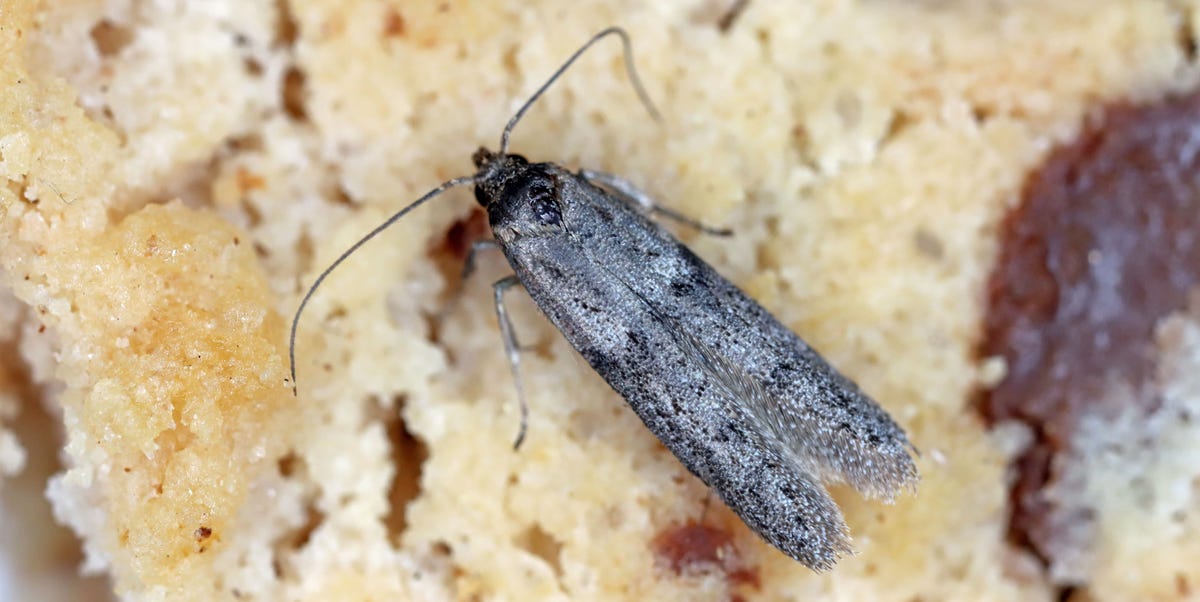 The pantry moths warning signs you should never ignore, and the 20 ...