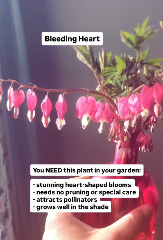 Bleeding heart flower growing guide for beautiful blooms