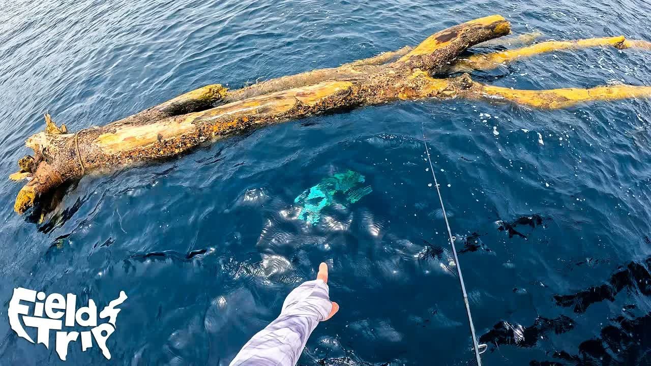 A quiet family fishing trip turned wild when they found a tree loaded ...