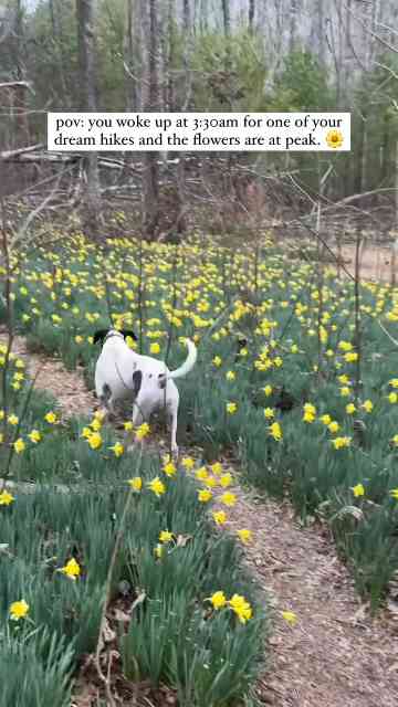 A dream come true at Daffodil Flats in Linville Gorge